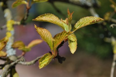 Viburnum farreri - kalina vonná - list